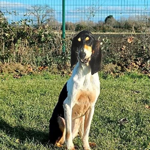 Saphir, female 4yo mixed breed for adoption at APA63 Clermont-Ferrand, Clermont-Ferrand