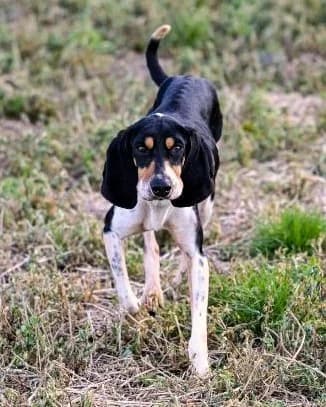 Tallia, female 3yo mixed breed for adoption at APA63 Clermont-Ferrand, Clermont-Ferrand