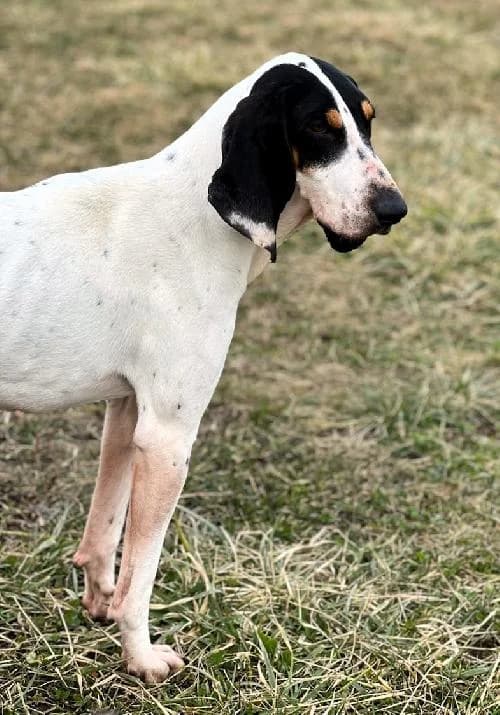 Rider, male 5yo Mixed Breed for adoption at APA63 Clermont-Ferrand, Clermont-Ferrand