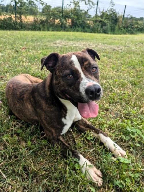 Yran, male mixed breed for adoption at APA63 Clermont-Ferrand, Clermont-Ferrand