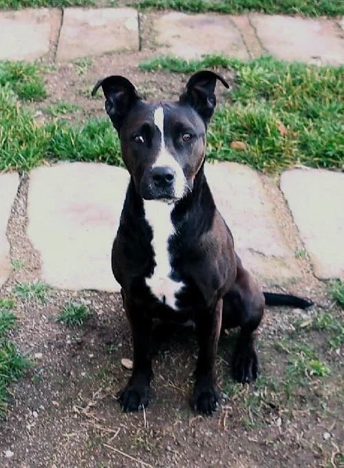 Lassy, female 5yo mixed breed for adoption at APA63 Clermont-Ferrand, Clermont-Ferrand