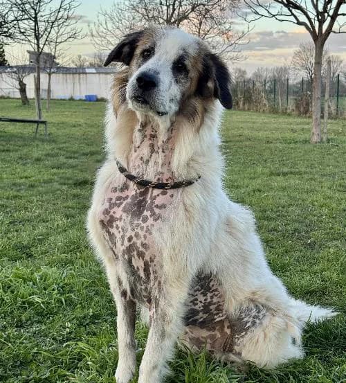 Paula, female young mixed breed for adoption at APA63 Clermont-Ferrand, Clermont-Ferrand