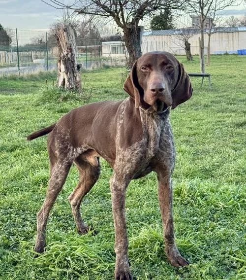 Pepsi, male young Pointer for adoption at APA63 Clermont-Ferrand, Clermont-Ferrand