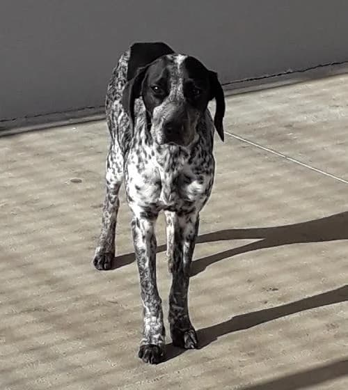 Sia, female 3yo Pointer for adoption at APA63 Clermont-Ferrand, Clermont-Ferrand