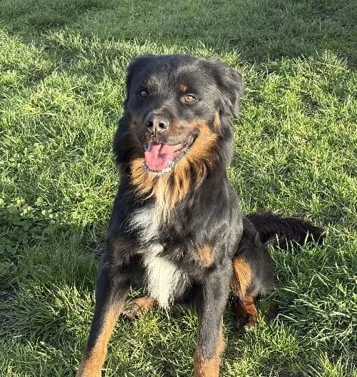 Ramsey, male 3yo mixed breed for adoption at APA63 Clermont-Ferrand, Clermont-Ferrand
