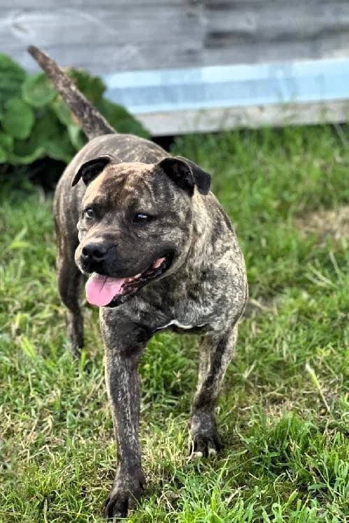 Max, female 7yo French Bulldog for adoption at APA63 Clermont-Ferrand, Clermont-Ferrand