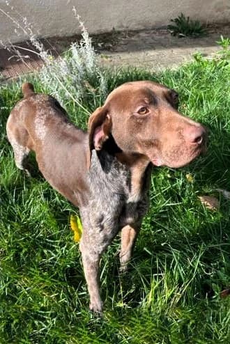 Wolf, male German Shorthaired Pointer for adoption at APA63 Clermont-Ferrand, Clermont-Ferrand