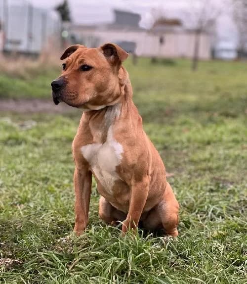 Zia, female Staffordshire Bull Terrier for adoption at APA63 Clermont-Ferrand, Clermont-Ferrand