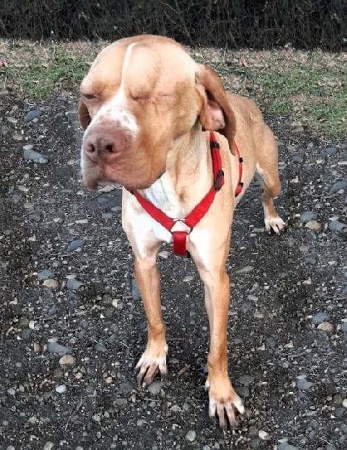 Winky, female Pointer for adoption at APA63 Clermont-Ferrand, Clermont-Ferrand