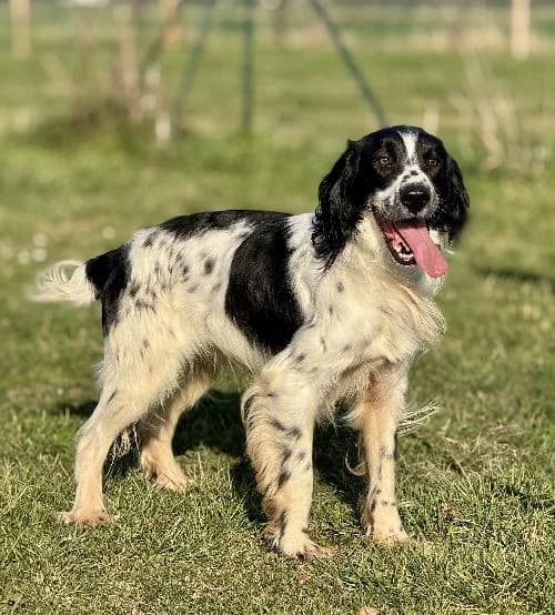 Buzz Dit Ago, male English Springer Spaniel for adoption at APA63 Clermont-Ferrand, Clermont-Ferrand