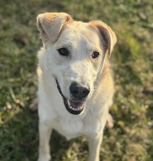 Picchu, male young Labrador Retriever for adoption at APA63 Clermont-Ferrand, Clermont-Ferrand
