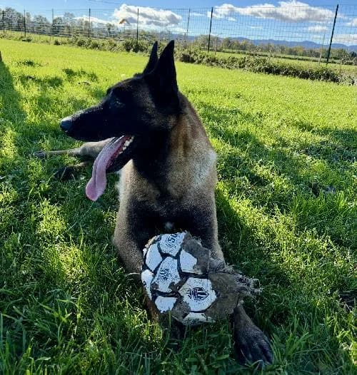 S’pacha, male 4yo Belgian Malinois for adoption at APA63 Clermont-Ferrand, Clermont-Ferrand
