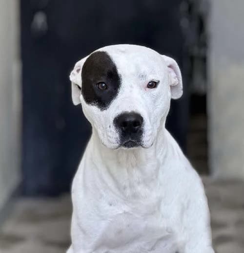 Rider, male young mixed breed for adoption at APA63 Clermont-Ferrand, Clermont-Ferrand
