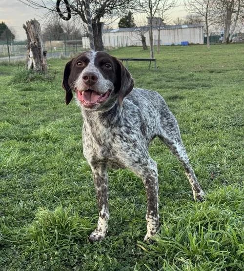 Turbo, male senior Pointer for adoption at APA63 Clermont-Ferrand, Clermont-Ferrand