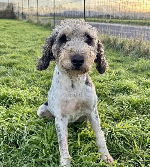 Suricate, female senior mixed breed for adoption at APA63 Clermont-Ferrand, Clermont-Ferrand
