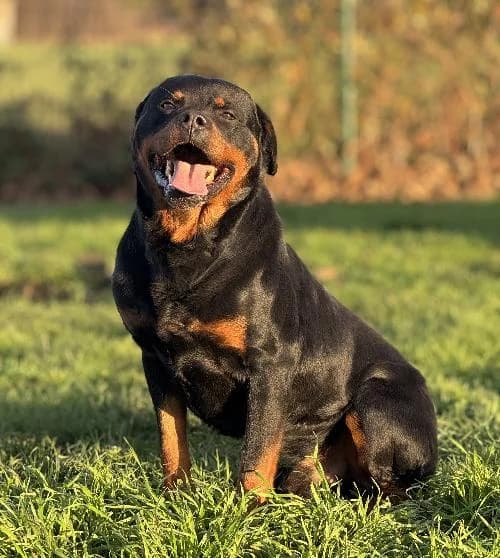 Poutine, male 7yo Rottweiler for adoption at APA63 Clermont-Ferrand, Clermont-Ferrand