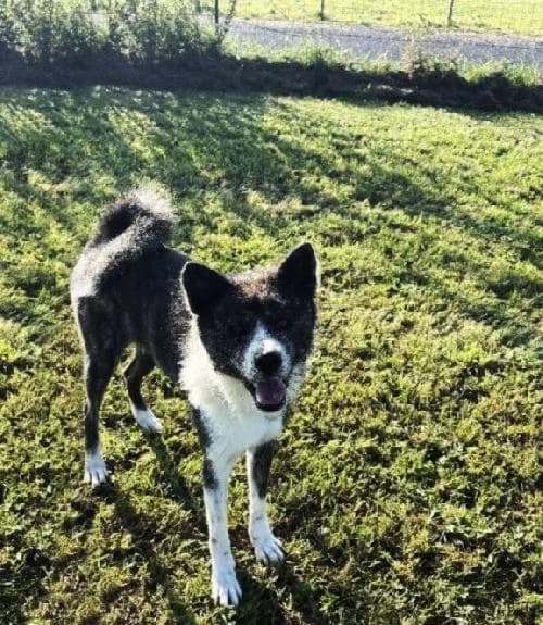 Vega, female young Akita for adoption at APA63 Clermont-Ferrand, Clermont-Ferrand