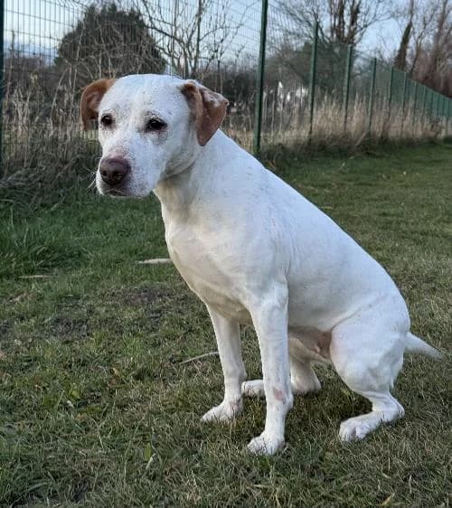 Yucca, female mixed breed for adoption at APA63 Clermont-Ferrand, Clermont-Ferrand