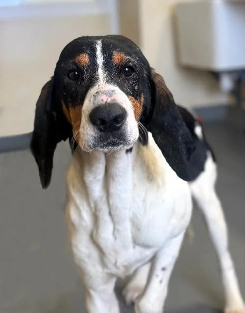 Vigo, male mixed breed for adoption at APA63 Clermont-Ferrand, Clermont-Ferrand