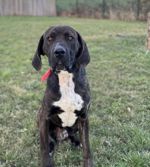 Baloo, male young Cane Corso for adoption at APA63 Clermont-Ferrand, Clermont-Ferrand