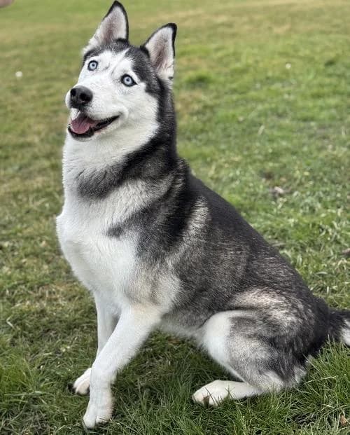 Neige, female senior Husky for adoption at APA63 Clermont-Ferrand, Clermont-Ferrand