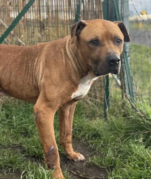 Newton, male 3yo mixed breed for adoption at APA63 Clermont-Ferrand, Clermont-Ferrand