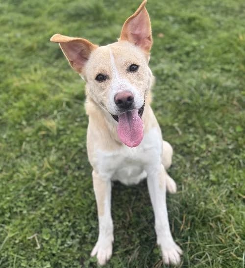 Loky, male Labrador Retriever for adoption at APA63 Clermont-Ferrand, Clermont-Ferrand
