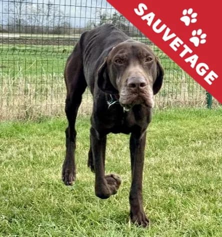 Sayko, male 5yo German Shorthaired Pointer for adoption at APA63 Clermont-Ferrand, Clermont-Ferrand