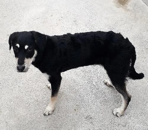 Venom, male mixed breed for adoption at APA63 Clermont-Ferrand, Clermont-Ferrand