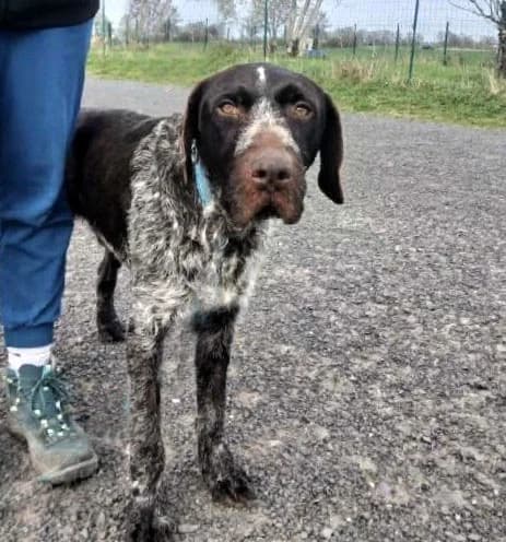 Choco, male 5yo mixed breed for adoption at APA63 Clermont-Ferrand, Clermont-Ferrand