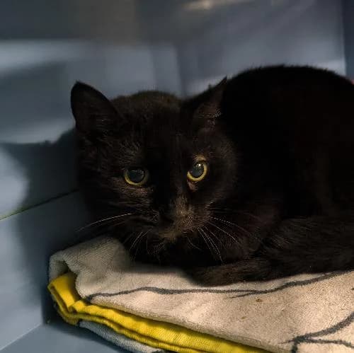 Vespera, female mixed breed for adoption at APA63 Clermont-Ferrand, Clermont-Ferrand