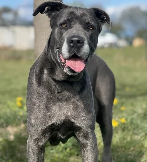 Djessi, female senior Cane Corso for adoption at APA63 Clermont-Ferrand, Clermont-Ferrand