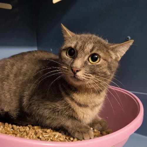 Vesta, female mixed breed for adoption at APA63 Clermont-Ferrand, Clermont-Ferrand