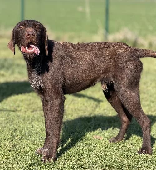 Thor, male young mixed breed for adoption at APA63 Clermont-Ferrand, Clermont-Ferrand