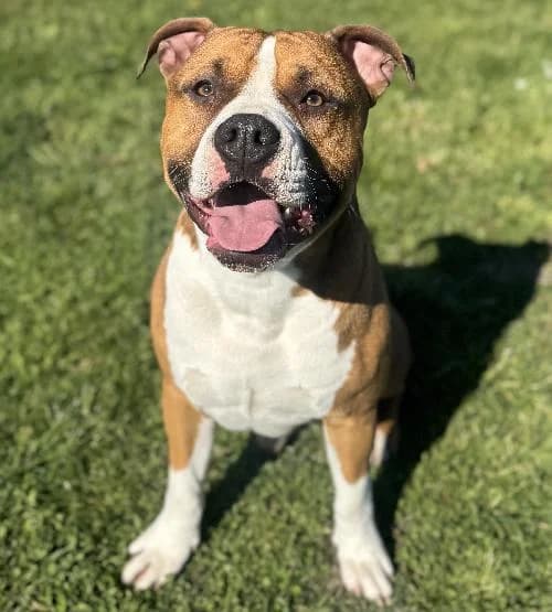 Voyou, male mixed breed for adoption at APA63 Clermont-Ferrand, Clermont-Ferrand