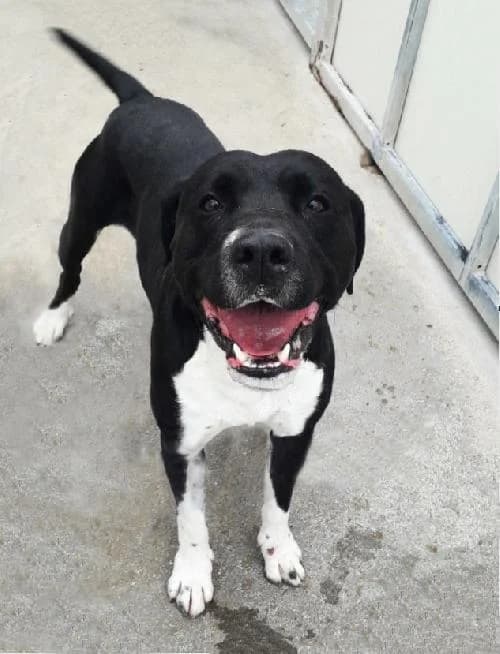 Snoop, male 6yo Labrador Retriever for adoption at APA63 Clermont-Ferrand, Clermont-Ferrand