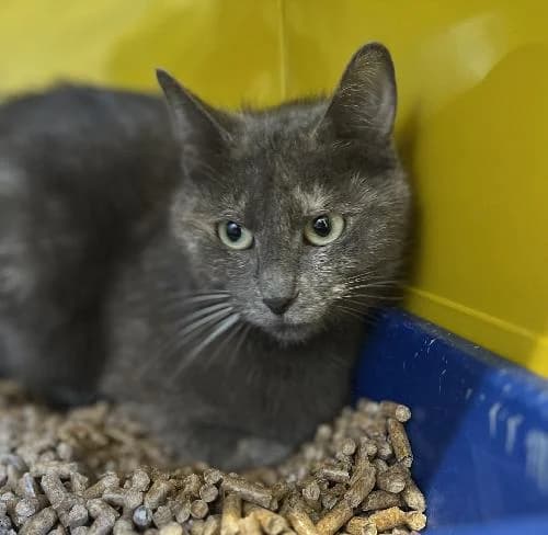 Grisette, female mixed breed for adoption at APA63 Clermont-Ferrand, Clermont-Ferrand