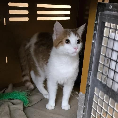 Moon, male mixed breed for adoption at APA63 Clermont-Ferrand, Clermont-Ferrand