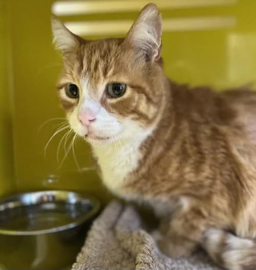 Koopa, male mixed breed for adoption at APA63 Clermont-Ferrand, Clermont-Ferrand