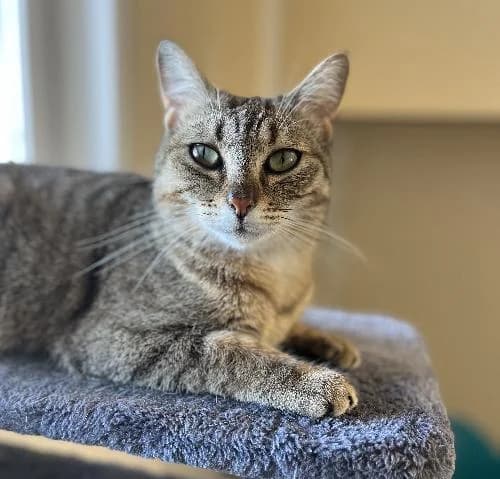 Leonie, female mixed breed for adoption at APA63 Clermont-Ferrand, Clermont-Ferrand