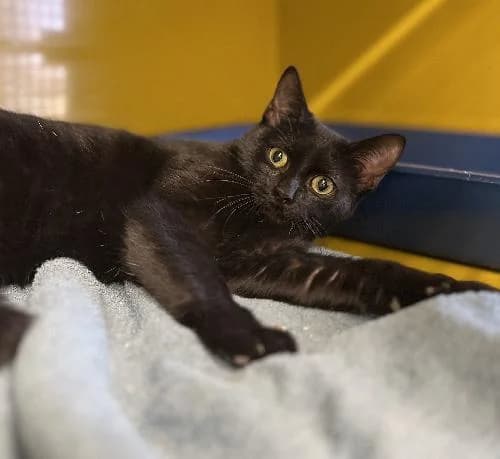 Aloy, female mixed breed for adoption at APA63 Clermont-Ferrand, Clermont-Ferrand