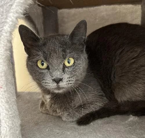 Gaia, female mixed breed for adoption at APA63 Clermont-Ferrand, Clermont-Ferrand