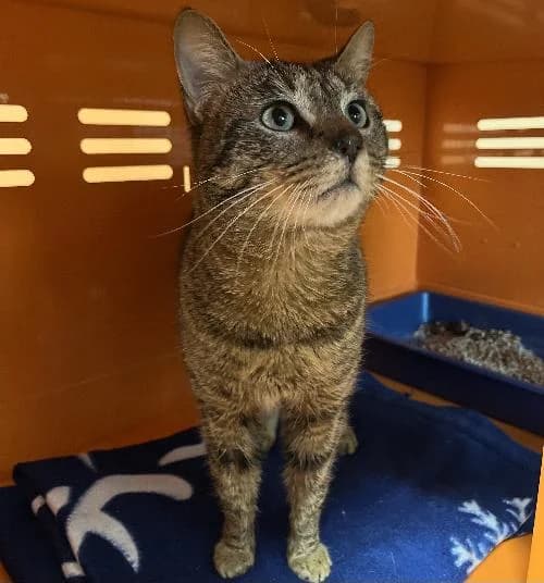 Atoum, male mixed breed for adoption at APA63 Clermont-Ferrand, Clermont-Ferrand