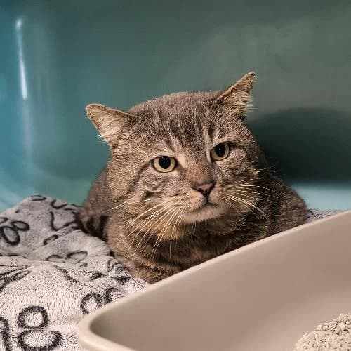 Elden, male mixed breed for adoption at APA63 Clermont-Ferrand, Clermont-Ferrand