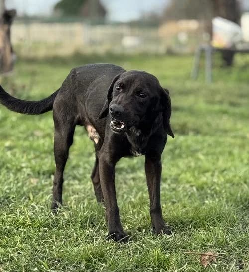 Nuage, male 3yo Beagle for adoption at APA63 Clermont-Ferrand, Clermont-Ferrand
