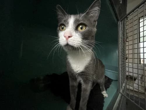 Sokka, male mixed breed for adoption at APA63 Clermont-Ferrand, Clermont-Ferrand