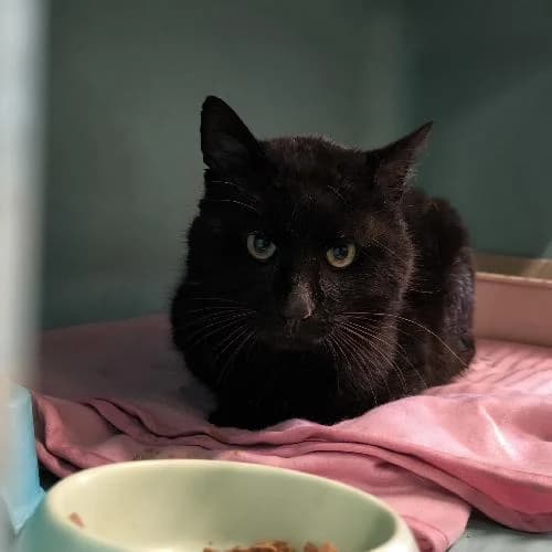 Makhai, male mixed breed for adoption at APA63 Clermont-Ferrand, Clermont-Ferrand