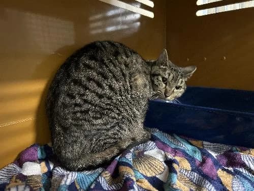 Kirby, female mixed breed for adoption at APA63 Clermont-Ferrand, Clermont-Ferrand