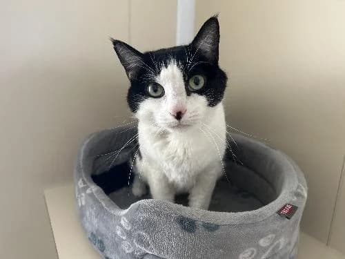 Ripley, female mixed breed for adoption at APA63 Clermont-Ferrand, Clermont-Ferrand