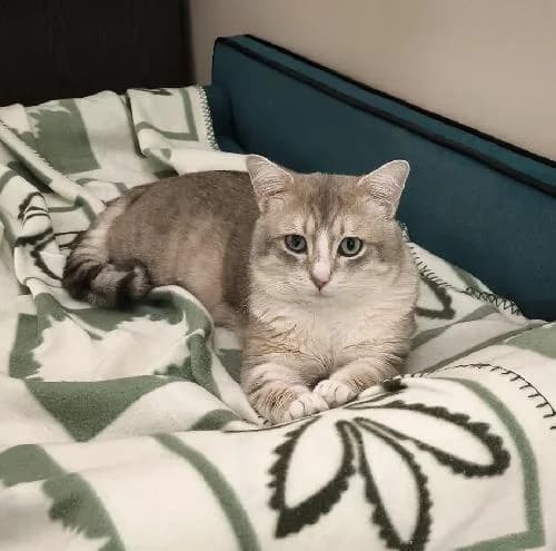 Pipin, male mixed breed for adoption at APA63 Clermont-Ferrand, Clermont-Ferrand